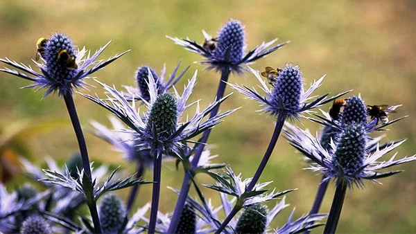 آیا عرق بوقناق لاغر کننده است؟