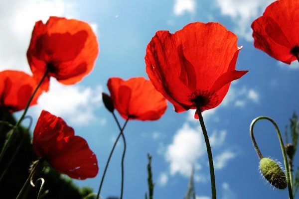 گل شقایق گل شقایق