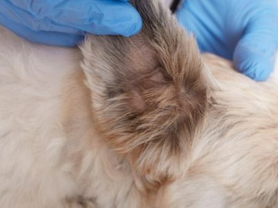 جراحی-حیوانات