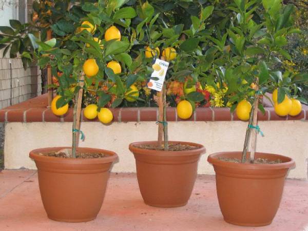 8 مرحله ساده برای کاشت و رشد مرکبات در گلدان کاشت-میوه-در-خانه
