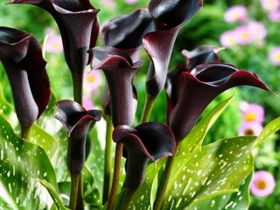 گل-شیپوری-مشکی