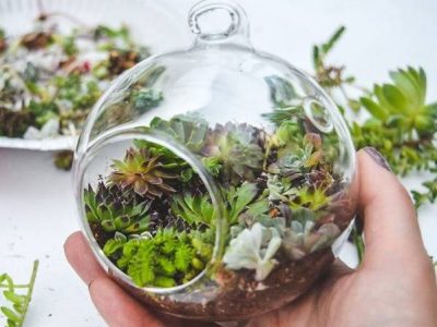 نکات مهم در انتخاب گیاهان تراریوم