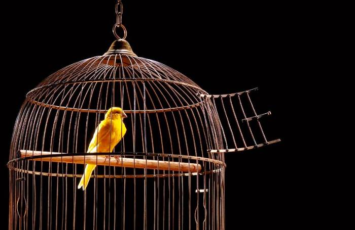 راهنمای کامل روش نگهداری قناری در خانه قفس