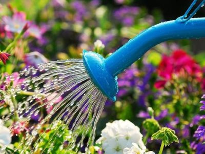 آشنایی با گیاه کالیسیا و روش نگهداری و پرورش آن