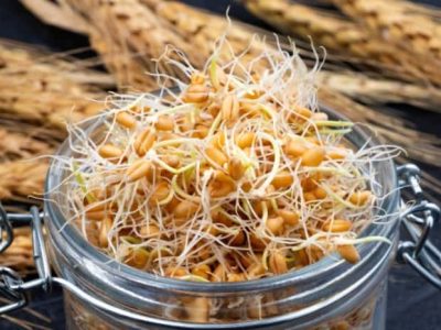 جوانه- خام -یا- پخته