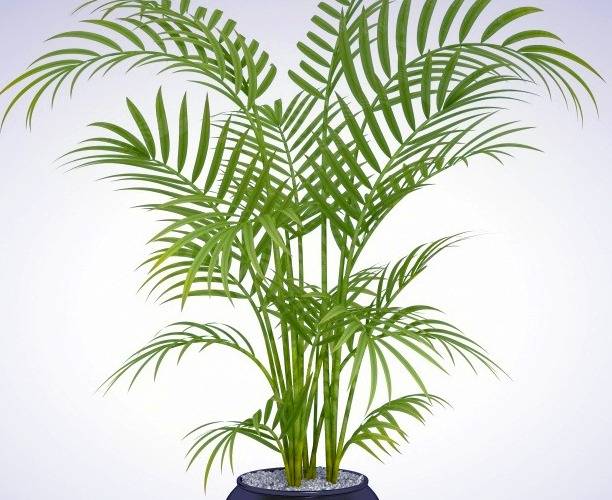 نخل اریکا پالم: نگینی سبز در خانه شما